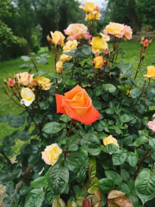 La Flor De Toranzo "Vive Los Valles Pasiegos" Prases Esterno foto